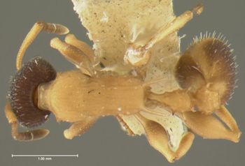 Media type: image; Entomology 32196   Aspect: habitus dorsal view
